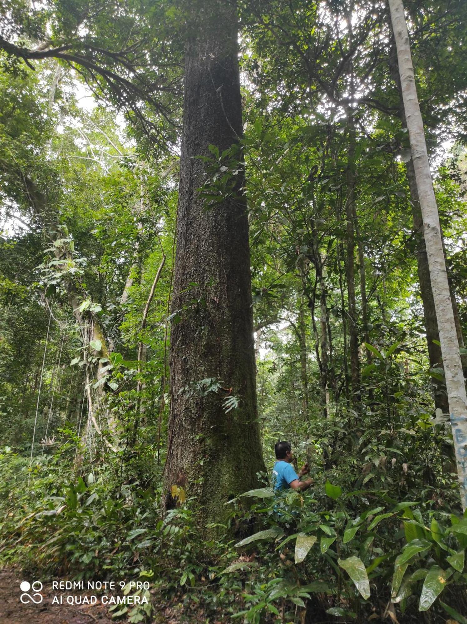 Castana Amazon Park Hostel Πουέρτο Μαλντονάντο Εξωτερικό φωτογραφία
